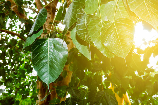Bodhi fig leave tree on sunny of beautiful nature