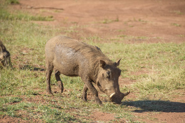 Warthog roaming the bush