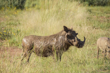 Warthog roaming the bush