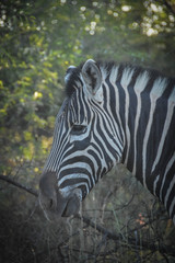 Fototapeta na wymiar close up of zebra eating