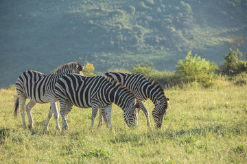 Fototapeta na wymiar Zebra Grazing on bush grass