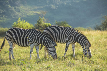 Zebra Grazing on bush grass