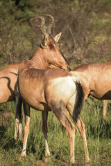 tsessebe in pilanesberg park