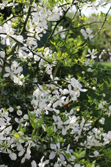 Blüten der Bitterorange 