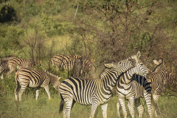 Zebra play fighting