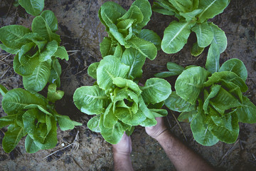 Hand man lettuce garden