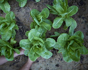 Hand man lettuce garden