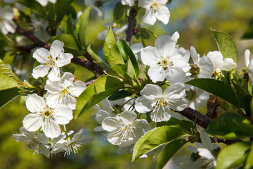 Flowers of the cherry blossoms on a spring day.