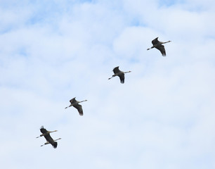 Cranes return home
