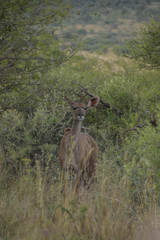 kudu female