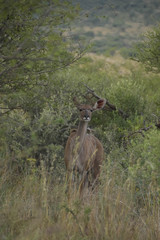 kudu female