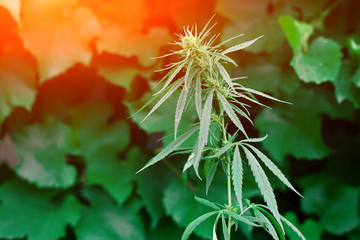 Marijuana leaf background wallpaper, cannabis hemp leaf outdoors