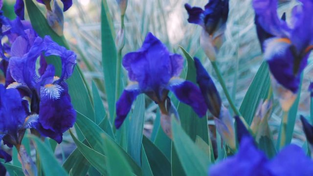 Purple Iris germanica flower plant in spring garden