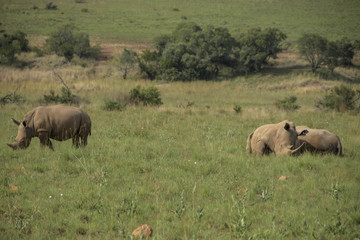 White Rhino resting in a field