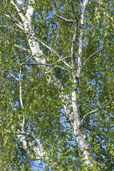 Green lush birch leaves on the trunk.