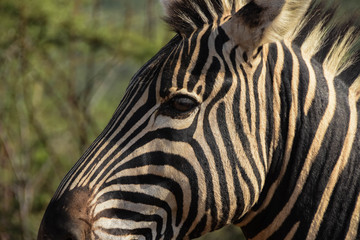 Fototapeta na wymiar Zebra head close up