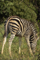 Fototapeta na wymiar Young Zebra juvenile