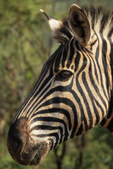 Zebra head close up