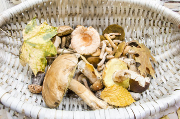 different mushrooms in a basket with leaves in autumn