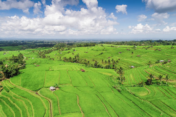 Aerial view rice field of Jatiluwih in Bali