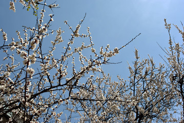 Cherry tree blossom on blue spring sky background