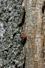 Chestnut tree trunk texture with white moss close up detail with red firebug (Pyrrhocoris apterus), vertical background texture