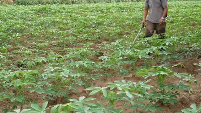 The man is spraying cassava