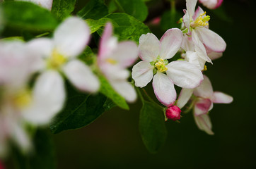 Pink delicate and fragrant apple blossoms in spring
