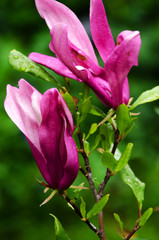 Large and delicate flowers magnolia