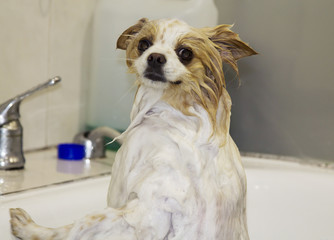 Pomeranian dog in the bathtub