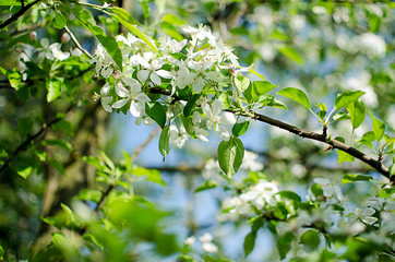 Pink delicate and fragrant apple blossoms in spring