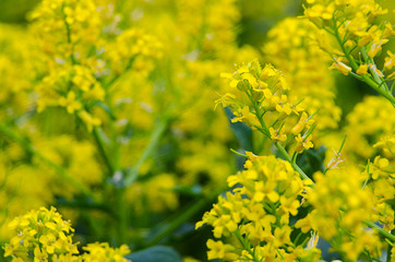 Yellow coleseed flowers grow in fresh