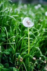 Yellow little flowers dandelions grow outdoors