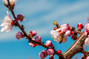 Fleurs d'abricotier et abeille.