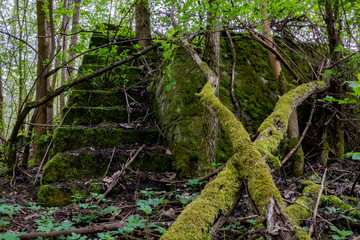 Fototapeta premium Old stairs in the middle of a forest