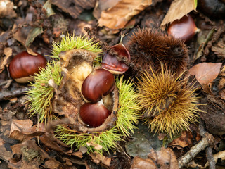 chestnuts on the forest floor in autumn