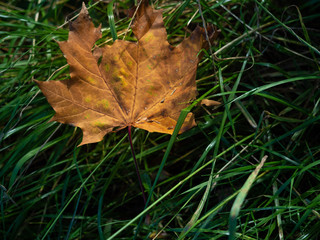 withered leaf lies in the grass in autumn