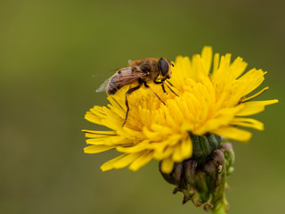 Bee sucks nectar from a dandelion, close up