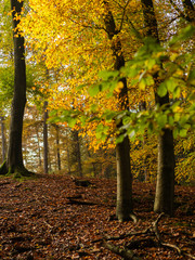 yellow and green leaves on beech trees in autumn