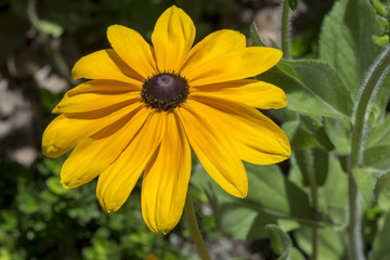 Rudbeckia Hirta (Black-eyed Susan or Gloriosa Daisy)