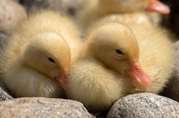 Fluffy little ducklings near a pond.