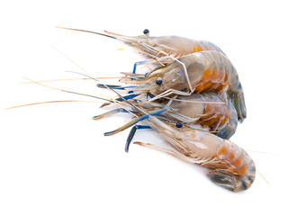 Fresh shrimp isolated on white background. This has clipping path.