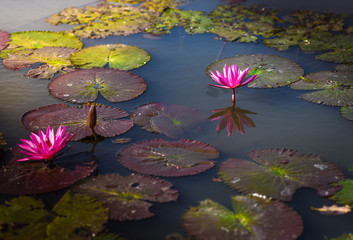 Lotus flowers in on the water with sunlight