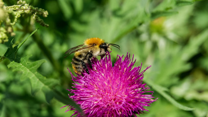 Close-up photo of honey bee collects nectar on a Carduus flower