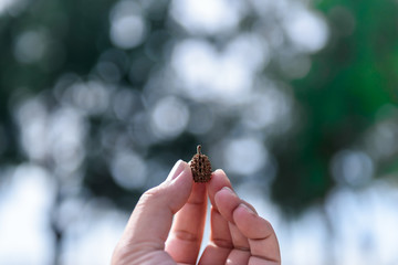 Pinecone on hand with blur background.