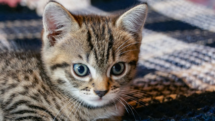Cute little kitten lying on bed