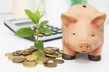 coins and little plant with calculator and piggy bank. concept of savings and economy