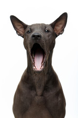 beautiful thai ridgeback puppy yawning