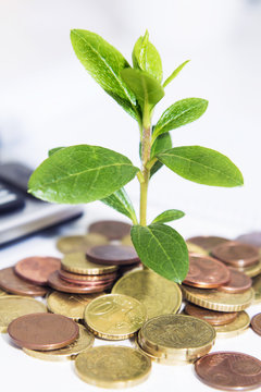 coins and little plant with calculator. concept of savings and economy