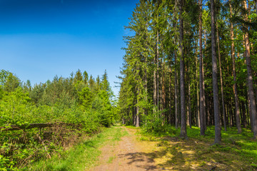 Fototapeta na wymiar Road in summer forest. South Bohemian region. Czech republic.